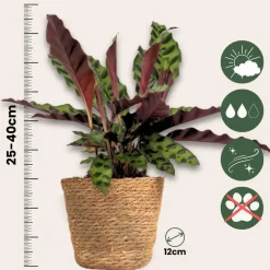 Plant in a Box Mix van 3 kamerplanten incl. mandjes - Hoogte 25-40cm - ⌀12cm Discount