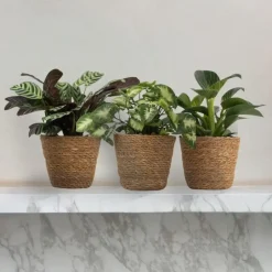 Plant in a Box Mix van 3 kamerplanten incl. mandjes - Hoogte 25-40cm - ⌀12cm Discount