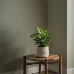 Plant in a Box Mix van 3 kamerplanten incl. mandjes - Hoogte 25-40cm - ⌀12cm Discount