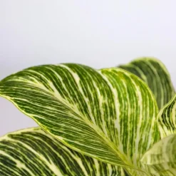 Plant in a Box Mix van 3 kamerplanten incl. mandjes - Hoogte 25-40cm - ⌀12cm Discount