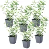Plant in a Box Nachtschade - Set van 6 - Lycianthes rantonnetii - Hoogte 25-40cm - ⌀9cm Discount