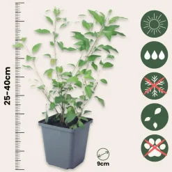 Plant in a Box Nachtschade - Set van 6 - Lycianthes rantonnetii - Hoogte 25-40cm - ⌀9cm Discount