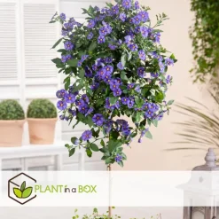 Plant in a Box Nachtschade - Set van 6 - Lycianthes rantonnetii - Hoogte 25-40cm - ⌀9cm Discount
