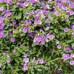 Plant in a Box Nachtschade - Set van 3 - Lycianthes rantonnetii - Hoogte 25-40cm - ⌀9cm Discount