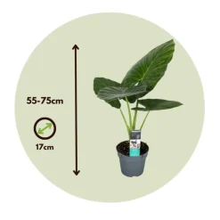 Plant in a Box Olifantsoor - Alocasia 'Odora' - Hoogte 55-75cm - ⌀17cm Hot
