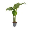 Plant in a Box Olifantsoor - Alocasia 'Portodora' - Hoogte 110-120cm - ⌀32cm Online
