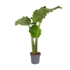 Plant in a Box Olifantsoor - Alocasia 'Portodora' - Hoogte 110-120cm - ⌀32cm Online