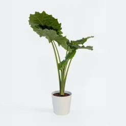 Plant in a Box Olifantsoor - Alocasia 'Portodora' - Hoogte 110-120cm - ⌀32cm Online