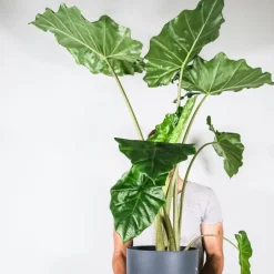 Plant in a Box Olifantsoor - Alocasia 'Portodora' - Hoogte 110-120cm - ⌀32cm Online