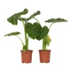 Plant in a Box Olifantsoor - Set van 2 - Alocasia 'Macrorrhizos' - Hoogte 60-70cm - ⌀17cm Best