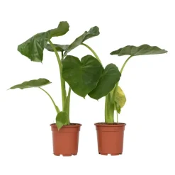 Plant in a Box Olifantsoor - Set van 2 - Alocasia 'Macrorrhizos' - Hoogte 60-70cm - ⌀17cm Best