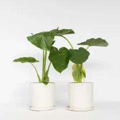 Plant in a Box Olifantsoor - Set van 2 - Alocasia 'Macrorrhizos' - Hoogte 60-70cm - ⌀17cm Best