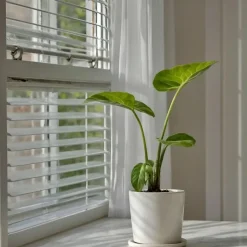 Plant in a Box Olifantsoor - Set van 2 - Alocasia 'Macrorrhizos' - Hoogte 60-70cm - ⌀17cm Best