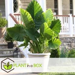 Plant in a Box Olifantsoor - Set van 2 - Alocasia 'Macrorrhizos' - Hoogte 60-70cm - ⌀17cm Best