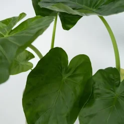 Plant in a Box Olifantsoor - Set van 2 - Alocasia 'Macrorrhizos' - Hoogte 60-70cm - ⌀17cm Best