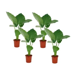 Plant in a Box Olifantsoor - Set van 4 - Alocasia 'Macrorrhizos' - Hoogte 60-70cm - ⌀17cm Clearance