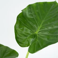 Plant in a Box Olifantsoor - Set van 4 - Alocasia 'Macrorrhizos' - Hoogte 60-70cm - ⌀17cm Clearance