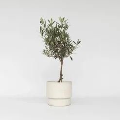 Plant in a Box Olijfboom - Olea europaea - Hoogte 60-70cm - ⌀17cm