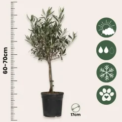 Plant in a Box Olijfboom - Olea europaea - Hoogte 60-70cm - ⌀17cm