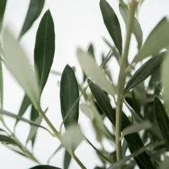Plant in a Box Olijfboom - Olea europaea - Hoogte 45-55cm - ⌀14cm Outlet