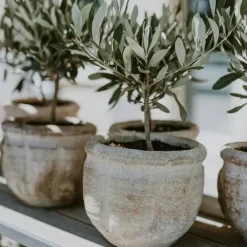 Plant in a Box Olijfboom - Olea europaea - Hoogte 45-55cm - ⌀14cm Outlet