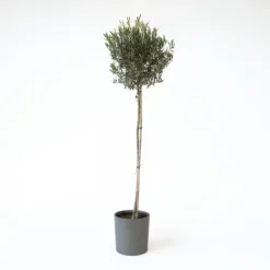 Plant in a Box Olijfboom - Olea europaea - Hoogte 155-170cm - ⌀19cm Best