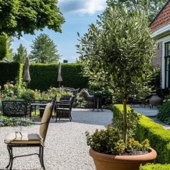 Plant in a Box Olijfboom - Olea europaea - Hoogte 155-170cm - ⌀19cm Best