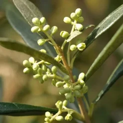 Plant in a Box Olijfboom - Olea europaea - Hoogte 155-170cm - ⌀19cm Best