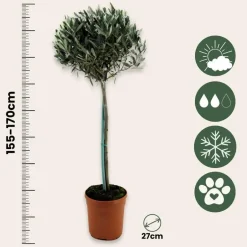 Plant in a Box Olijfboom - Olea europaea - Hoogte 155-170cm - ⌀19cm Best