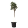 Plant in a Box Olijfboom - Olea europaea - Hoogte 90-100cm - ⌀21cm Outlet