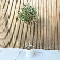 Plant in a Box Olijfboom - Olea europaea - Hoogte 90-100cm - ⌀21cm Outlet