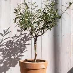 Plant in a Box Olijfboom - Olea europaea - Hoogte 90-100cm - ⌀21cm Outlet