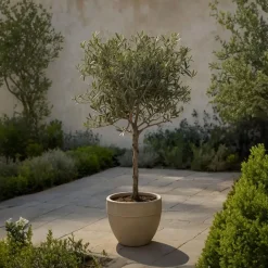 Plant in a Box Olijfboom - Olea europaea - Hoogte 90-100cm - ⌀21cm Outlet
