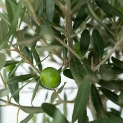 Plant in a Box Olijfboom - Olea europaea - Hoogte 90-100cm - ⌀21cm Outlet