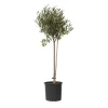 Plant in a Box Olijfboom - Olea europaea - Hoogte 80-90cm - ⌀19cm Online