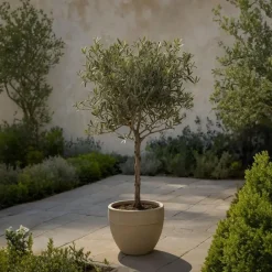 Plant in a Box Olijfboom - Olea europaea - Hoogte 80-90cm - ⌀19cm Online