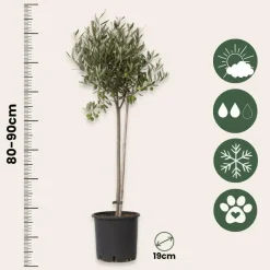 Plant in a Box Olijfboom - Olea europaea - Hoogte 80-90cm - ⌀19cm Online