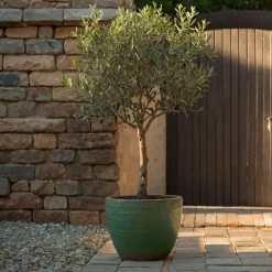 Plant in a Box Olijfboom - Olea europaea - Hoogte 80-90cm - ⌀19cm Online