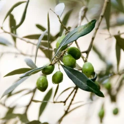 Plant in a Box Olijfboom - Olea europaea - Hoogte 80-90cm - ⌀19cm Online