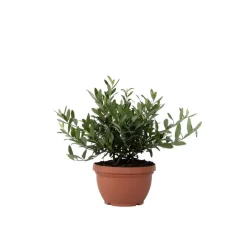 Plant in a Box Olijfboom - Olea europaea - Hoogte 30-40cm - ⌀21cm Online