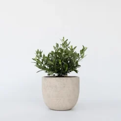 Plant in a Box Olijfboom - Olea europaea - Hoogte 30-40cm - ⌀21cm Online