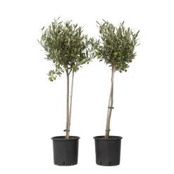 Plant in a Box Olijfboom - Set van 2 - Olea europaea - Hoogte 80-90cm - ⌀19cm Best