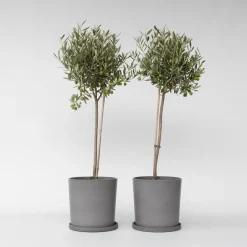 Plant in a Box Olijfboom - Set van 2 - Olea europaea - Hoogte 80-90cm - ⌀19cm Best