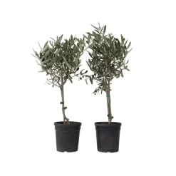 Plant in a Box Olijfboom - Set van 2 - Olea europaea - Hoogte 50-60cm - ⌀14cm Outlet