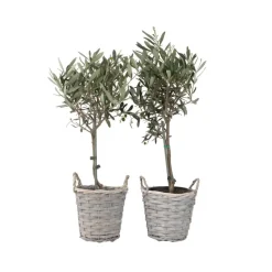 Plant in a Box Olijfboom - Set van 2 - Olea europaea - Hoogte 50-60cm - ⌀14cm New