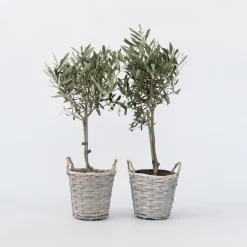 Plant in a Box Olijfboom - Set van 2 - Olea europaea - Hoogte 50-60cm - ⌀14cm New