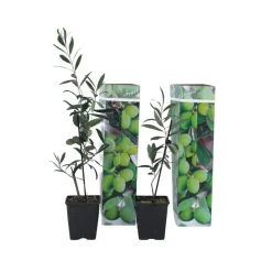 Plant in a Box Olijfboom - Set van 2 - Olea europaea - Hoogte 25-40cm - ⌀9cm Best