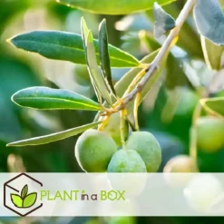 Plant in a Box Olijfboom - Set van 2 - Olea europaea - Hoogte 25-40cm - ⌀9cm Best
