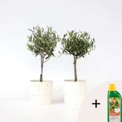 Plant in a Box Olijfboom - Set van 2 - Olea europaea - Hoogte 50-60cm - ⌀14cm Hot