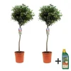 Plant in a Box Olijfboom met voeding - Set van 2 - Olea europaea - Hoogte 90-100cm - ⌀21cm Sale